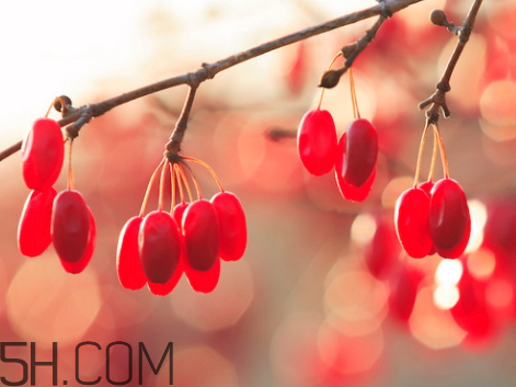 山茱萸可以直接吃吗,山茱萸什么人不能吃