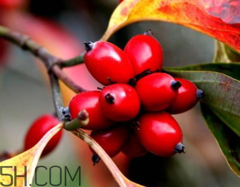 山茱萸怎么泡酒的功效,山茱萸怎么泡酒