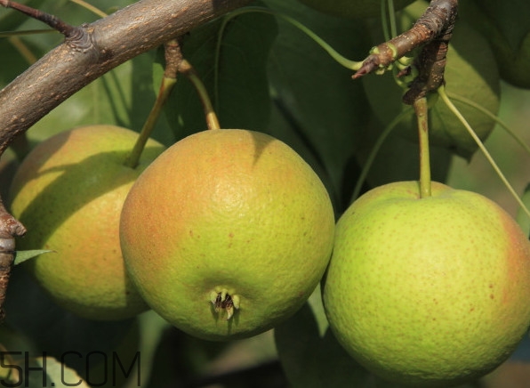 南果梨是嫁接的吗,苹果梨是嫁接的吗 南果梨是嫁接的吗,苹果梨是嫁接的吗