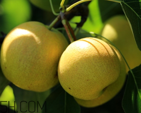 南果梨的功效和作用禁忌,南果梨的功效和作用