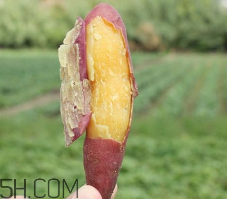 板栗红薯的功效和作用及禁忌,板栗红薯的功效和作用减肥