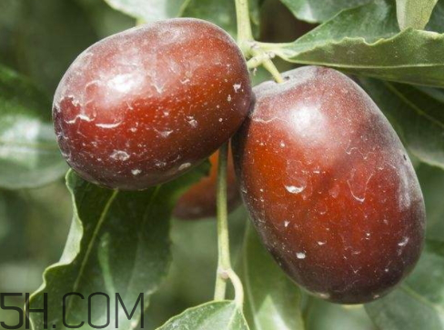 影响红枣期货价格的因素,影响红枣产量的因素