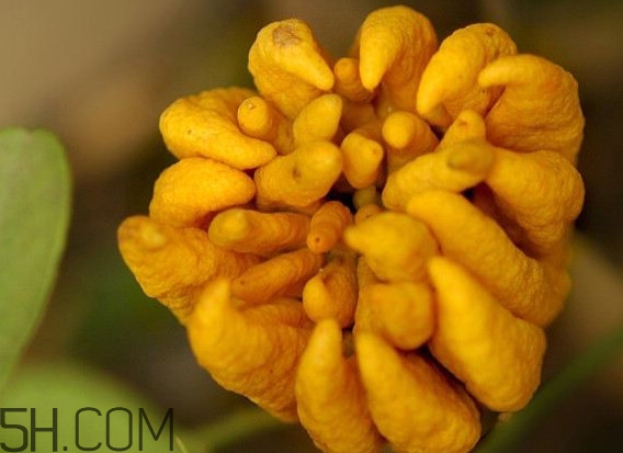 佛手柑可以生吃吗,佛手柑可以直接生吃吗