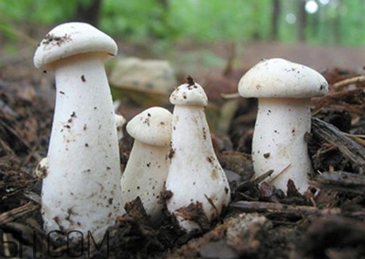 口蘑怎么种植,口蘑怎么种植技术