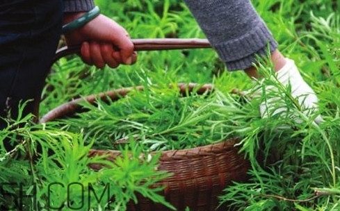 藜蒿和芦蒿是同一种菜吗,芦蒿和藜蒿是一个菜吗