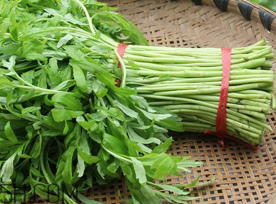 藜蒿是发物吗?,藜蒿是发物吗哪些人不能吃