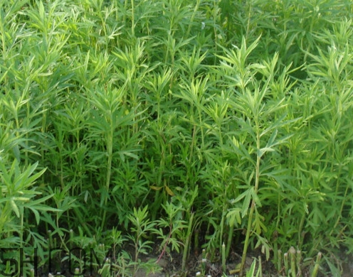 藜蒿怎么种植,藜蒿的种植技术