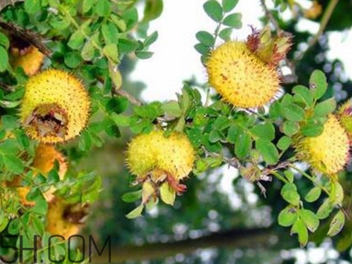 刺梨怎么泡水喝,刺梨怎么泡水喝可以酸甜