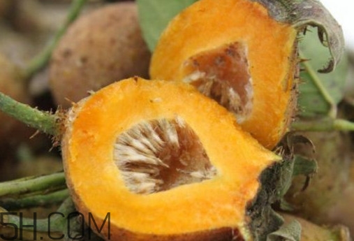 刺梨是凉性还是热性的,刺梨是凉性还是热性水果