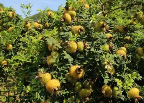 刺梨哪里产的最好,刺梨是哪里的特产