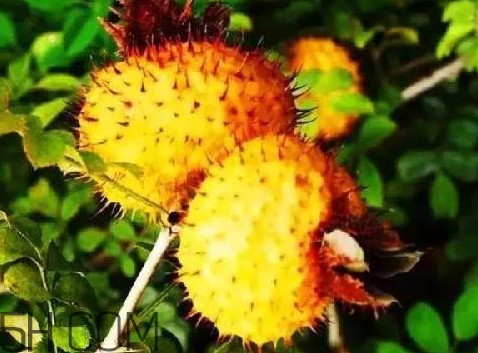 刺梨是什么水果,刺梨是什么东西