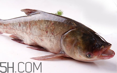 胖头鱼可以做酸菜鱼吗?,胖头鱼能做酸菜鱼吗?