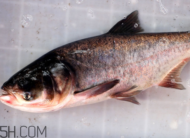 查干湖胖头鱼是鲢鱼吗,胖头鱼是花鲢吗