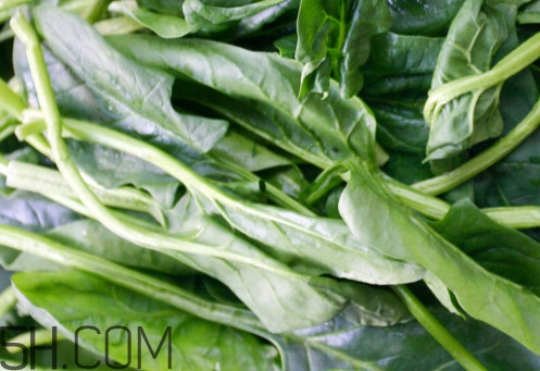 油菜和油麦菜的区别图片,油菜和油麦菜的区别