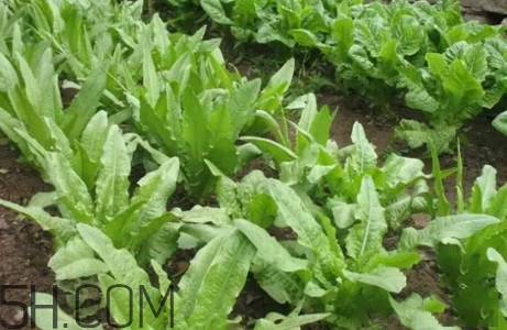 油麦菜怎么种植方法,油麦菜怎么种植容易发芽 油麦菜怎么种植方法,油麦菜怎么种植容易发芽