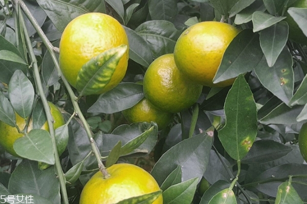 水果皇帝柑是热性还是凉性,皇帝柑是热性还是凉性