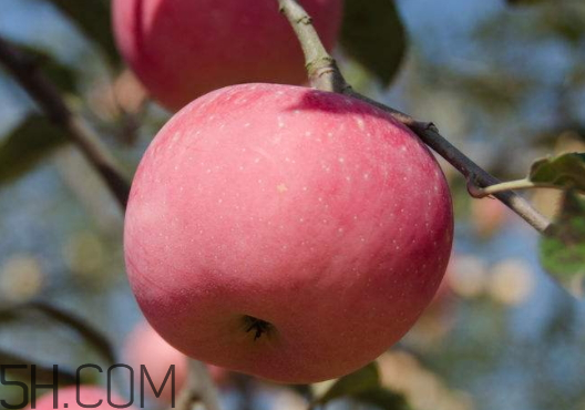 阿克苏冰糖心苹果的特点,糖心苹果的特点