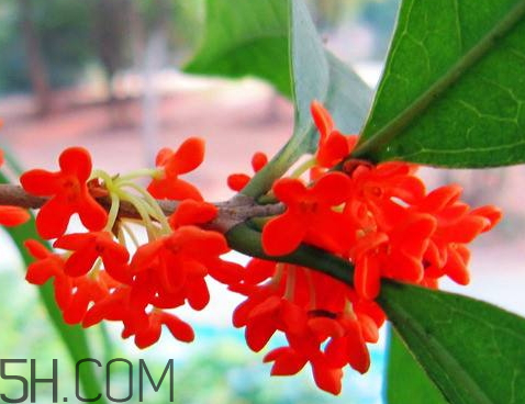 红桂花泡酒的功效和作用,桂花泡酒有什么功效和作用 红桂花泡酒的功效和作用,桂花泡酒有什么功效和作用