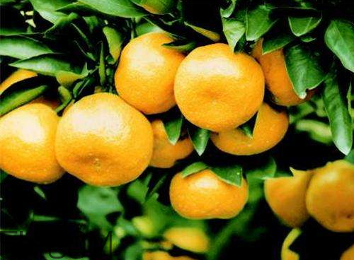 黄岩蜜桔的特点,黄岩蜜桔的特点是什么 黄岩蜜桔的特点,黄岩蜜桔的特点是什么