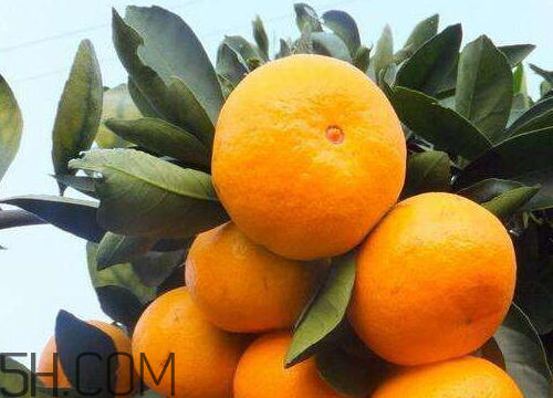 南丰蜜桔一斤多少个,南丰蜜桔多少钱一斤2019 南丰蜜桔一斤多少个,南丰蜜桔多少钱一斤2019