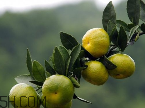 南丰蜜桔节什么时候,南丰蜜桔节什么时候开