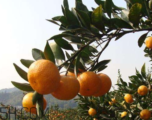 正宗南丰蜜桔,江西南丰蜜桔简介 正宗南丰蜜桔,江西南丰蜜桔简介
