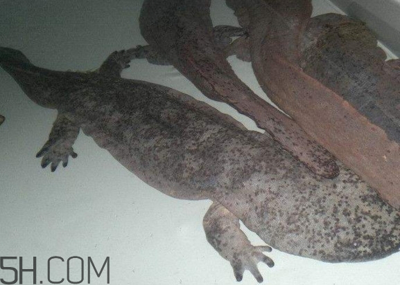 娃娃鱼怎么分辨公母图片,娃娃鱼怎么分辨公母