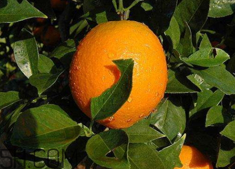 脐橙怎么保存得更久,脐橙怎么保存的时间长 脐橙怎么保存得更久,脐橙怎么保存的时间长