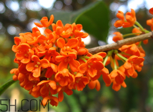 丹桂可以泡茶吗,丹桂能泡茶吗