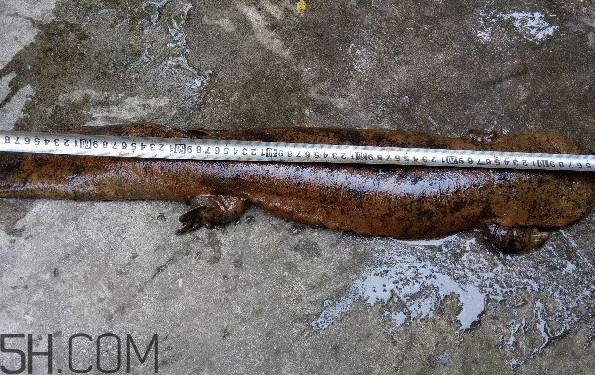 娃娃鱼有毒吗?,娃娃鱼有毒吗 黑色 娃娃鱼有毒吗?,娃娃鱼有毒吗 黑色