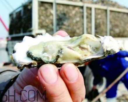 海蛎子是蒸还是煮好吃,海蛎子蒸好还是煮好