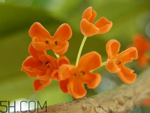 丹桂的食用方法,丹桂怎么吃