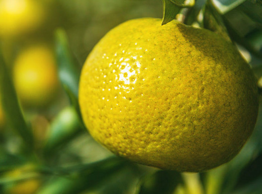 新会柑什么时候有,新会柑是什么