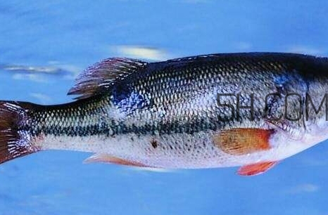 黄金鲈鱼是什么品种,黄金鲈鱼图片