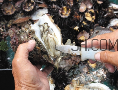生吃海蛎子有寄生虫吗,海蛎子有寄生虫吗