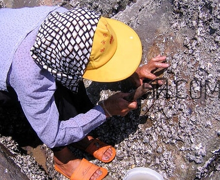 海蛎和牡蛎有什么区别,海蛎和牡蛎的区别是什么