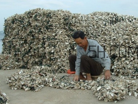 海蛎是怎么生长出来的,海蛎子是怎么生长的