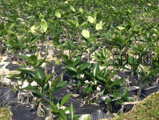 贡柑种植管理技术,贡柑种植管理技术视频 贡柑种植管理技术,贡柑种植管理技术视频