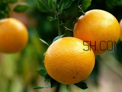 贡柑什么时候放秋梢,沃柑春梢什么时候放 贡柑什么时候放秋梢,沃柑春梢什么时候放