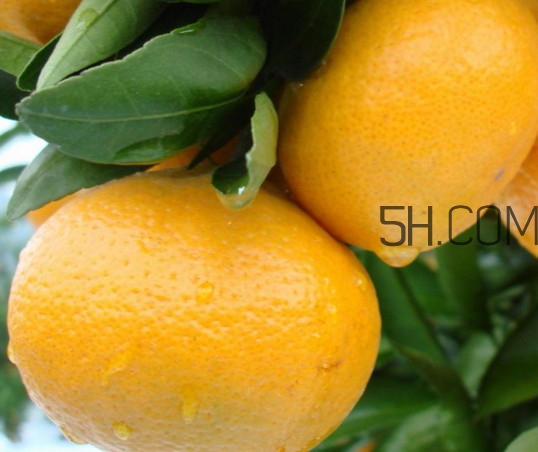 皇帝柑的热量是多少,一个皇帝柑的热量是多少