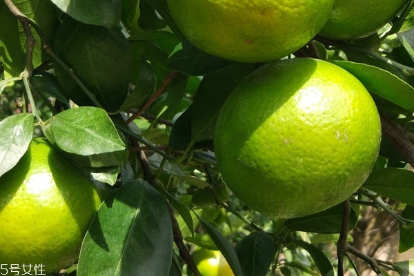 皇帝柑和新会柑的区别,新会柑是不是皇帝柑