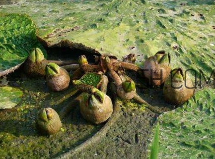芡实是长在哪里的,芡实是长在什么地方