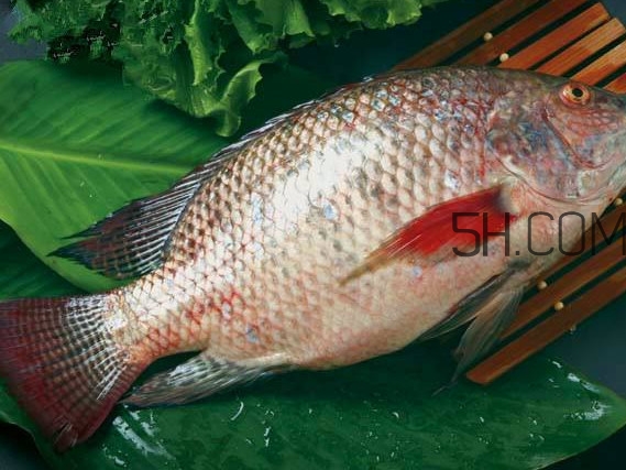 海南鲷鱼是罗非鱼吗,鲷鱼是罗非鱼吗?