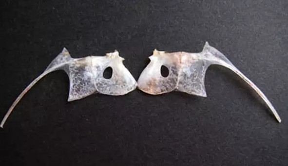 鱼骨的营养价值,鱼骨的营养 鱼骨的营养价值,鱼骨的营养