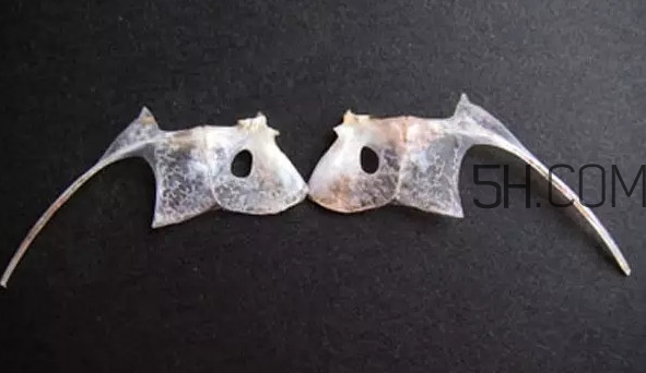 鲷鱼是什么样子的,鲷鱼长什么样子