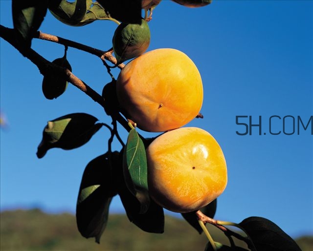 柿子叶去斑有效果吗,柿子叶可以祛斑吗