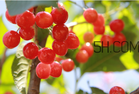 樱桃不能和什么一起吃/同吃,杨桃怎样吃才是正确的吃法 樱桃不能和什么一起吃/同吃,杨桃怎样吃才是正确的吃法