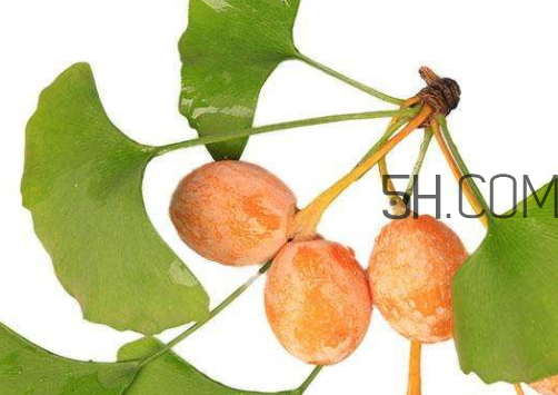 银杏果可以炒着吃吗?,银杏果煮着吃还是炒着吃好