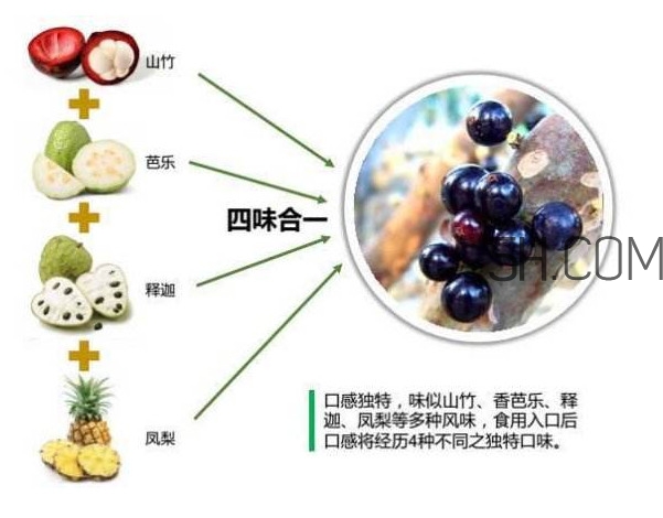 嘉宝果什么时候种植存活率高,嘉宝果什么时候种植最好