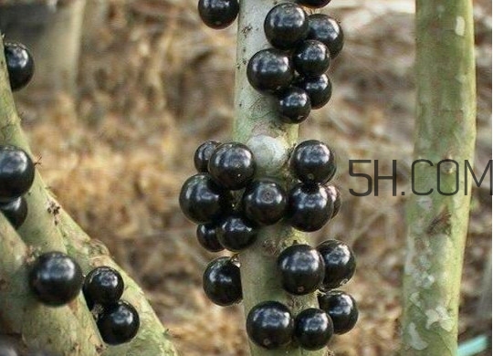 嘉宝果好吃吗?,嘉宝果好吃吗?吃嘉宝果有什么好处?